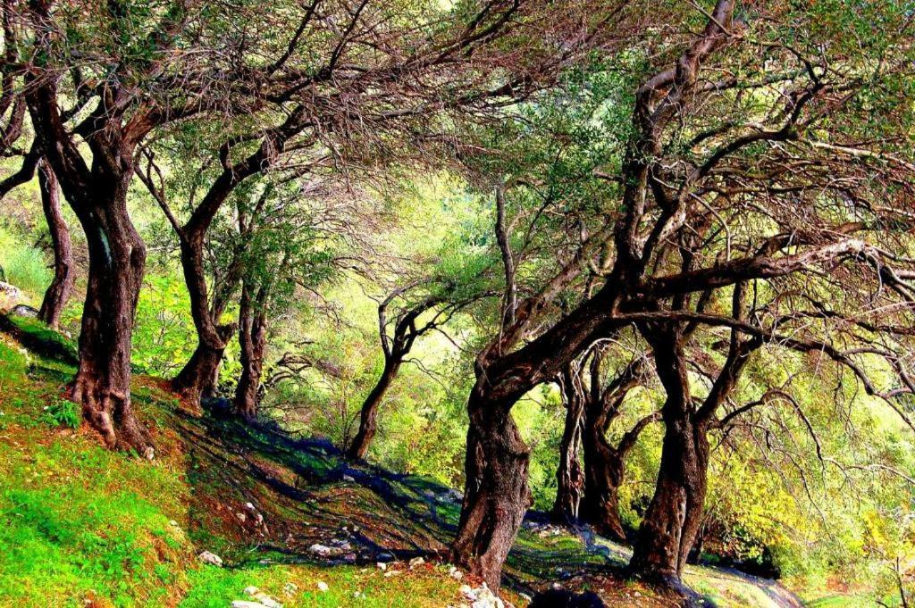 Апартаменты Menecrates Rustic - San Matteo Agios Matthaios  Экстерьер фото