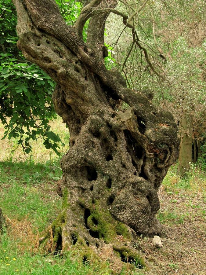 Апартаменты Menecrates Rustic - San Matteo Agios Matthaios  Экстерьер фото